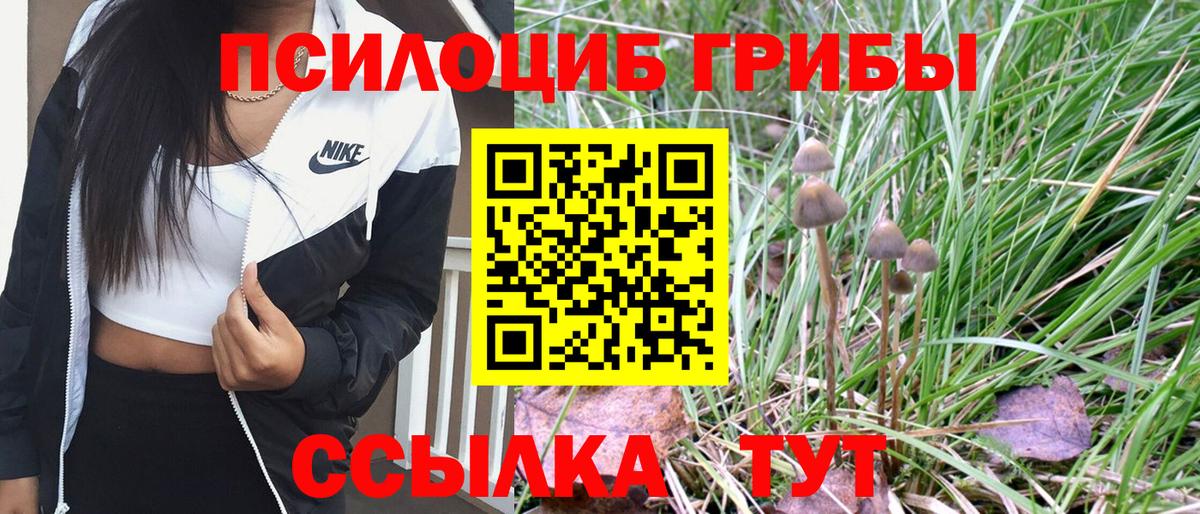 Галлюциногенные грибы Psilocybe Зима